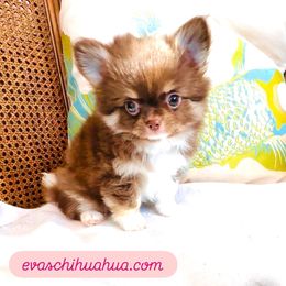 Brown Teddy 6000 (tri-color chocolate) - Chocolate and tan male Chihuahua puppy in Santa Rosa Beach, Florida from Eva's Chihuahua