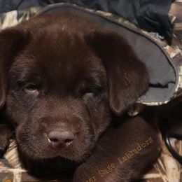 Labrador Retrievers from Silver Sage Labradors