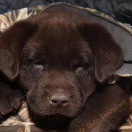 Labrador Retrievers from Silver Sage Labradors