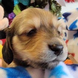 Apollo - Sable male Dachshund puppy in Terlton, Oklahoma from CLARK'S BREEDING PROGRAM