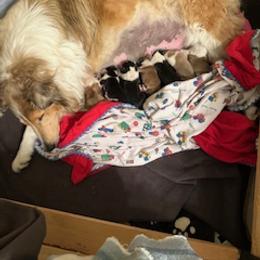 Scottish Collie Puppies from Sundance Scottish-Colleys