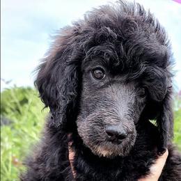 Poodles from Western Kentucky Poodles