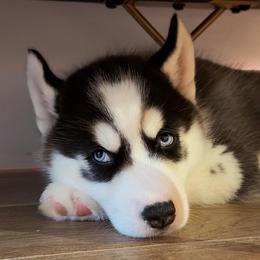 Daiki - Black and white male Siberian Husky puppy in Miami, Florida from House of Ace & Iza
