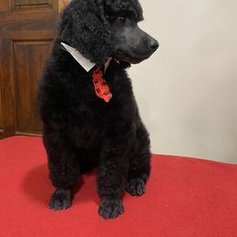 Poodle Puppies from D and D Standard Poodles