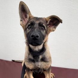 Agent - Sable German Shepherd puppy in Winchester, Kentucky from Del Lago Kennels