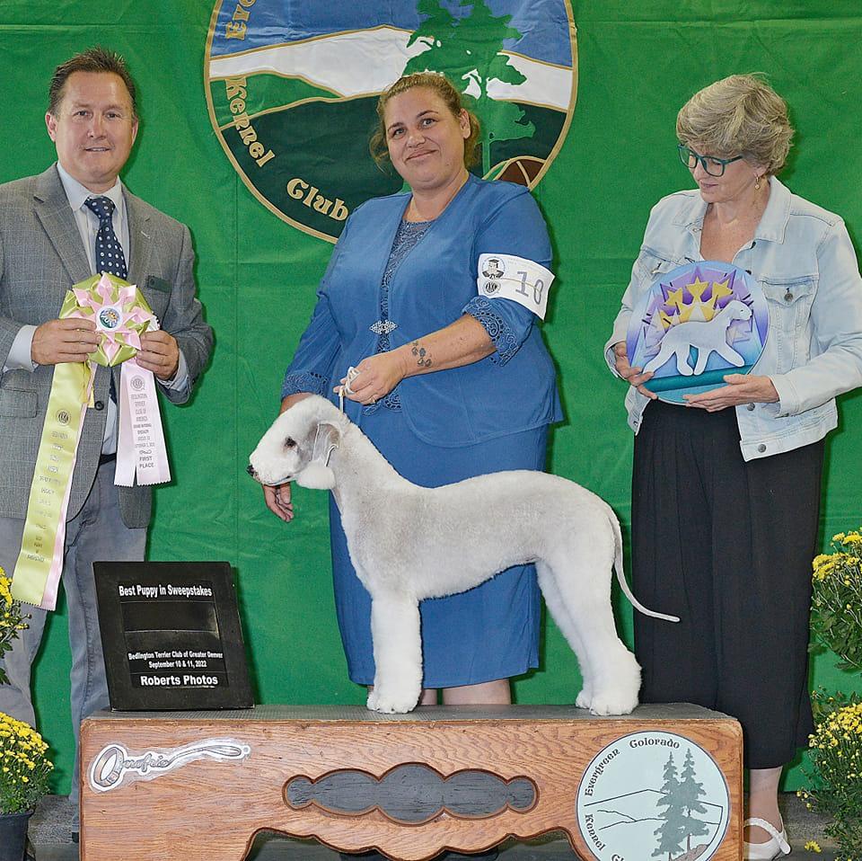 Brokenstone Bedlingtons in California Bedlington Terrier puppies