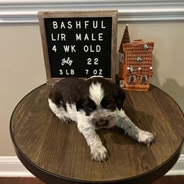 Bashful - Liver and white English Springer Spaniel puppy in North Carolina from Frosty Springers LLC
