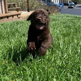 Labrador Retrievers from Mckenney Kennels
