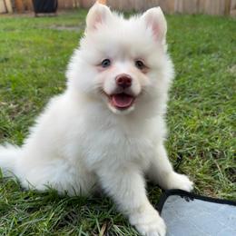 Gus McCrae - White male Pomsky puppy in Blue Earth, Minnesota from Blue Sky Pomsky