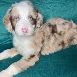 Boy 3 - Red merle male Aussiedoodle puppy in Alabama from SBA Aussies
