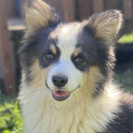 AKC Fluffy Bluie - Blue Pembroke Welsh Corgi puppy in Woodland, Washington from MB Acres Corgis