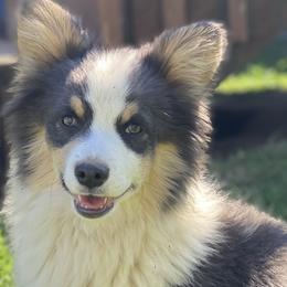 AKC Fluffy Bluie - Blue Pembroke Welsh Corgi puppy in Woodland, Washington from MB Acres Corgis