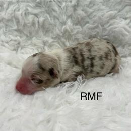 Girl 2 - Red merle female Miniature Australian Shepherd puppy in Roseville, California from Golden State Mini Aussies
