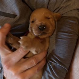 Golden Retriever Puppies from Apple Country Retrievers