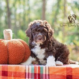 Aussiedoodle Puppies from Dani's Dandy Doodles