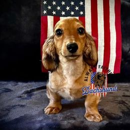 Monte - Dachshund