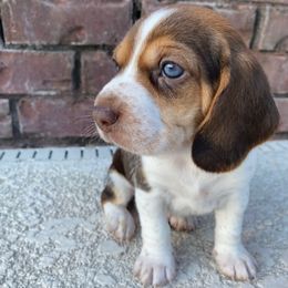 Boy 4 (White) - Tan and white male Beagle puppy in Crestview, Florida from Alicia's Beagles