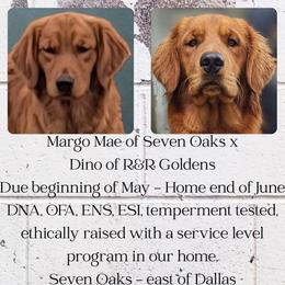 Golden Retriever puppies from 07 Seven Oaks Goldens and Doodles