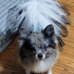 Lora - Pomeranian