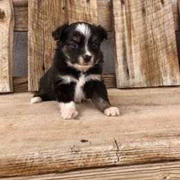 Pembroke Welsh Corgi and Toy Australian Shepherd Puppies from Double Bar H Corgis & Aussies