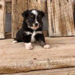 Pembroke Welsh Corgi and Toy Australian Shepherd Puppies from Double Bar H Corgis & Aussies