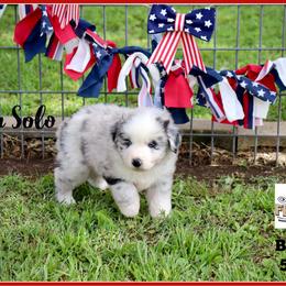Han Solo - Blue merle male Miniature Australian Shepherd puppy in Madisonville, Texas from Flying LL Aussies