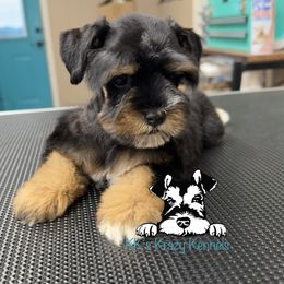 Black and red girl - Black female Miniature Schnauzer puppy in Kaufman, Texas from KK’s Krazy Kennels