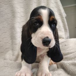 Megan - Black brown and white female Basset Hound puppy in Newton Grove, North Carolina from MGA Basset Hound