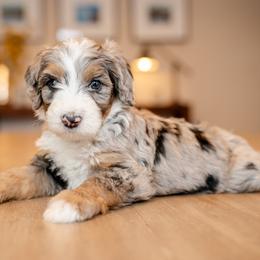 Mr. Purple - Blue merle male Bernedoodle puppy in Chandler, Arizona from Phoebe's Bebies