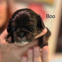 Lil Boo - Black and tan male Cavalier King Charles Spaniel puppy in Broken Arrow, Oklahoma from Cavalier King Charles Heartland