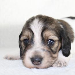Grace (SILKY) - Cream female Dachshund puppy in Fairfax, Iowa from Grayson’s Lovable Dachshunds