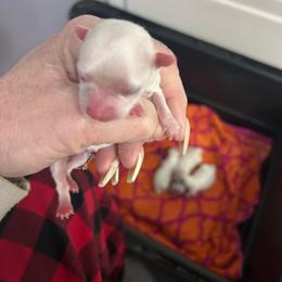 Girl 2 - White female Maltese puppy in Newaygo, Michigan from Dawn's Maltese