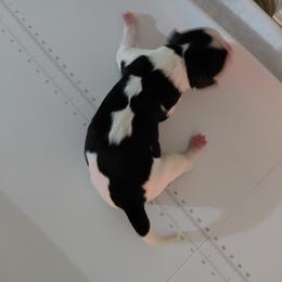 Yellow - Black white and tan male English Springer Spaniel puppy in Westmorland, California from IV Springers of California
