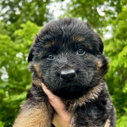 German Shepherd Puppies from Salty Raccoon Ranch German Shepherds