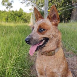 Sage - Australian Cattle Dog