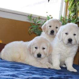 Golden Retriever Puppies from Fiddle In Gold Retrievers