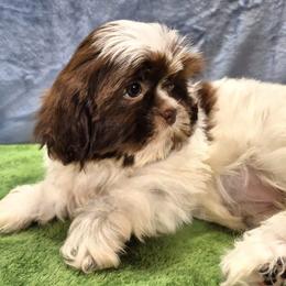ROSALEE - Liver and white female Shih Tzu puppy in Candler, North Carolina from Pup-Tzu WNC