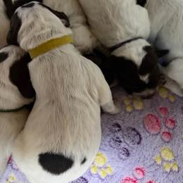 Wolverine - Brown and gray male Wirehaired Pointing Griffon puppy in Grangeville, Idaho from Happy Hollow Griffons