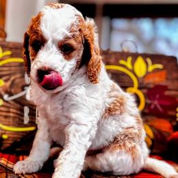 Hickory - Apricot male Aussiedoodle puppy in Orange Cove, California from Sand Creek Ranch Aussiedoodles