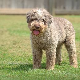 Meme Elle - Lagotto Romagnolo
