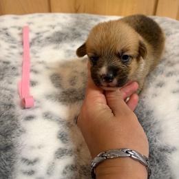 Pink Collar - Red female Pembroke Welsh Corgi puppy in Elberton, Georgia from Lonesome Boone Corgis