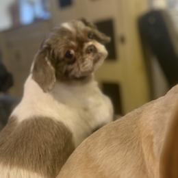 Izzy - Liver and white female Shih Tzu puppy in Berkeley Springs, West Virginia from Sandridge Shih Tzus