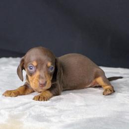 AKC Aster - Chocolate and tan female Dachshund puppy in Christiansburg, Virginia from Little Legs Luxury Dachshunds LLC