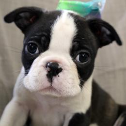 Boston Terrier Puppies from I Love Pups