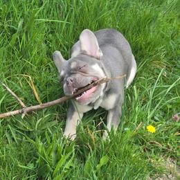 Silvia - Blue fawn female French Bulldog puppy in Graham, Washington from Olivia's Miniature Schnauzer's and French Bulldogs