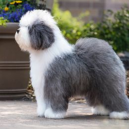 Old English Sheepdogs from Pettibone OES