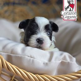 Mira - Parti female Yorkshire Terrier puppy in California from Corazon de gigante