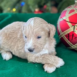 Australian Labradoodle Puppies from Sandcastle Labradoodles