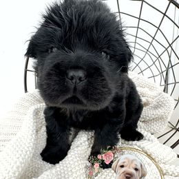Black Betty - Black and tan female Companion Cross puppy in Hugo, Oklahoma from Mini Hippo Land