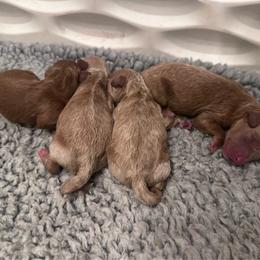 Jewell - Red  female Poodle puppy in Traverse City, Michigan from Riyem Wildflower Farms